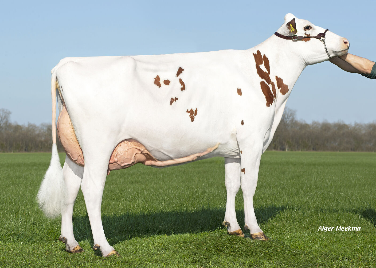 STORMY RED-Tochter SON Kira VG-85, Bes.: Ludger Sondermann, Bocholt
