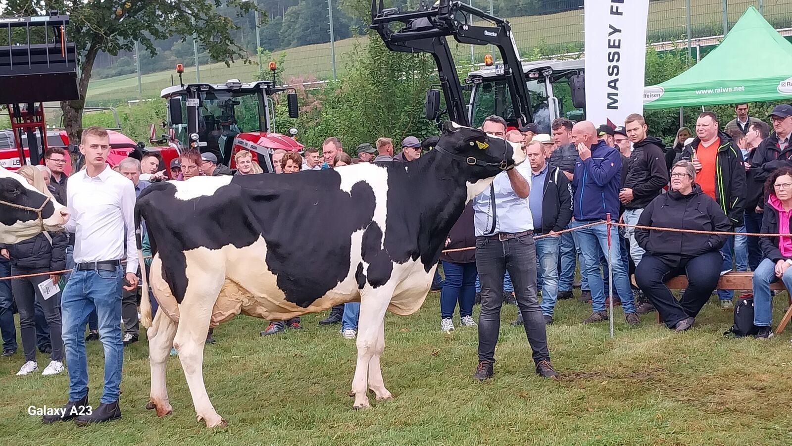 Siegerkuh Mitte Stall Nr. 241 0540791734 von der Seidfelder Milch KG