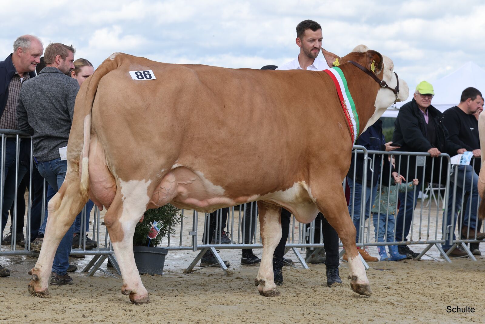 Siegerin der Fleckviehkühe wird die Vollkommen-Tochter KFV Web P der BG Kollenberg/Kaufmann.