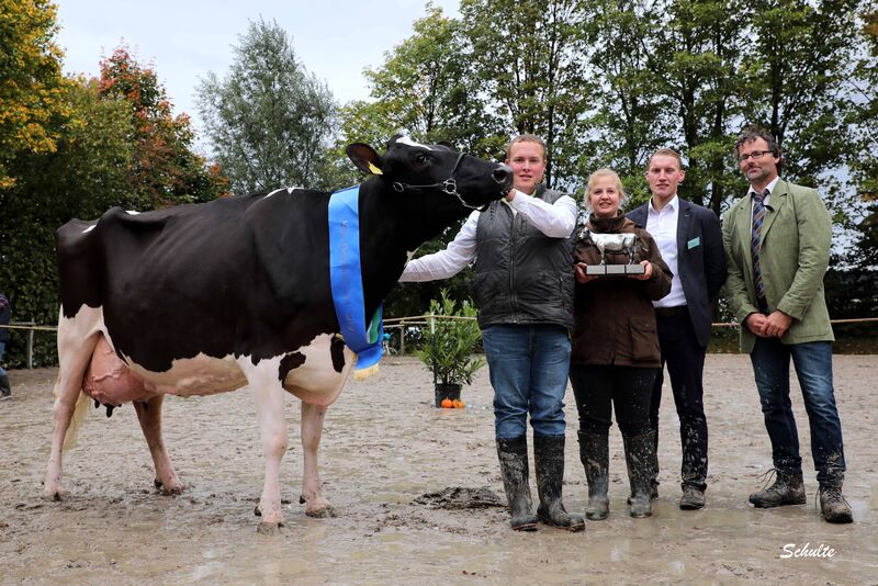 Thomas Rastelli Tierschau in Lindlar - Rinder Union West