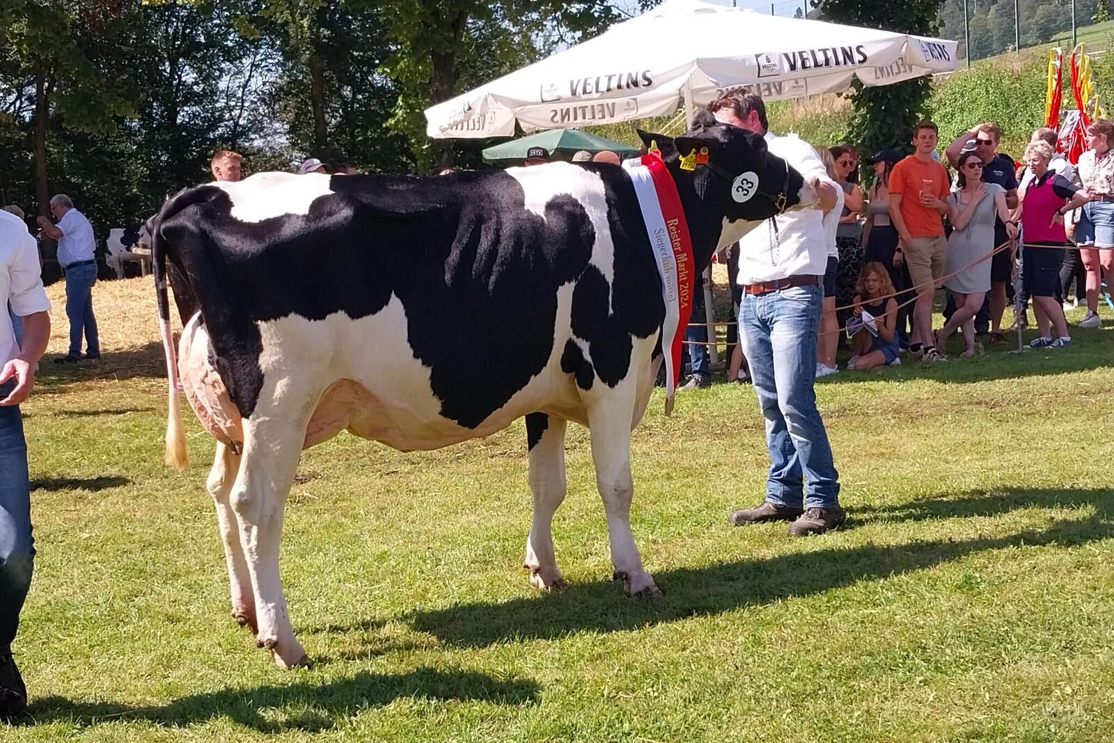 Siegerkuh Mittel ist die Snowflake Enkelin-Nr. 241 von der Seidfelder Milch KG aus Sundern-Seidfeld 