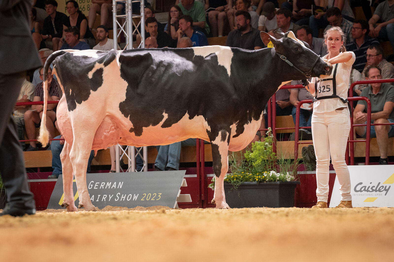 Holstein Lebensleistungsklasse: COL Judy von der Lüpschen GbR