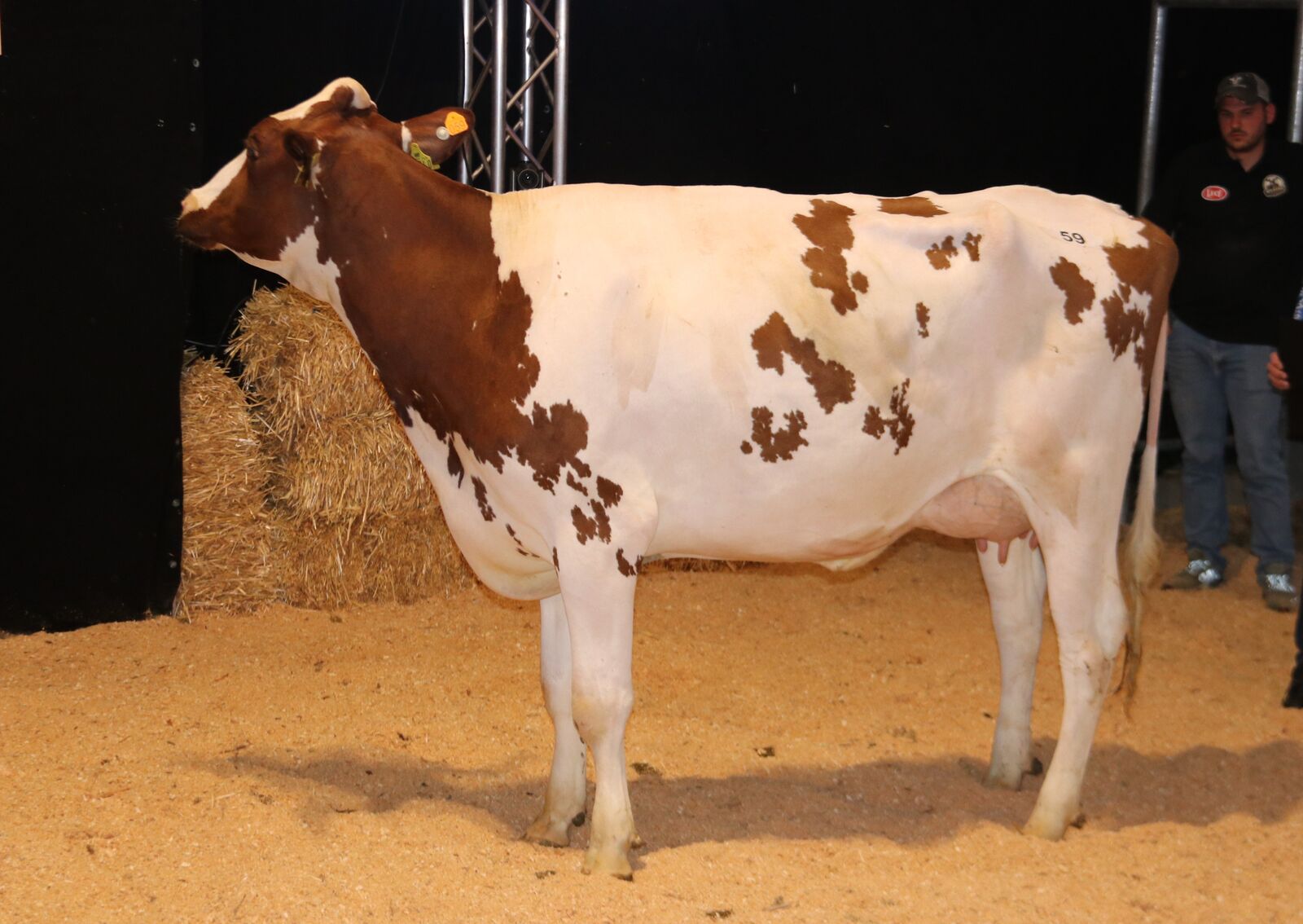 Die Preisspitze mit 7.000 € lieferte die Meuteshof eGbR. PM Marika P Red (v. Heatwave P) hat alles, was man sich wünscht: Hohe Zuchtwerte, 44 kg Milch und exzellente Kühe im Stammbaum – ein Traum von Färse. Ein Züchter aus dem Saarland ersteigerte sie.