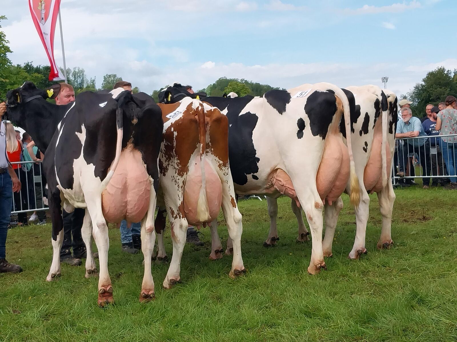 Ein beeindruckendes Bild boten die vitalen Kühe mit vier oder mehr Abkalbungen.