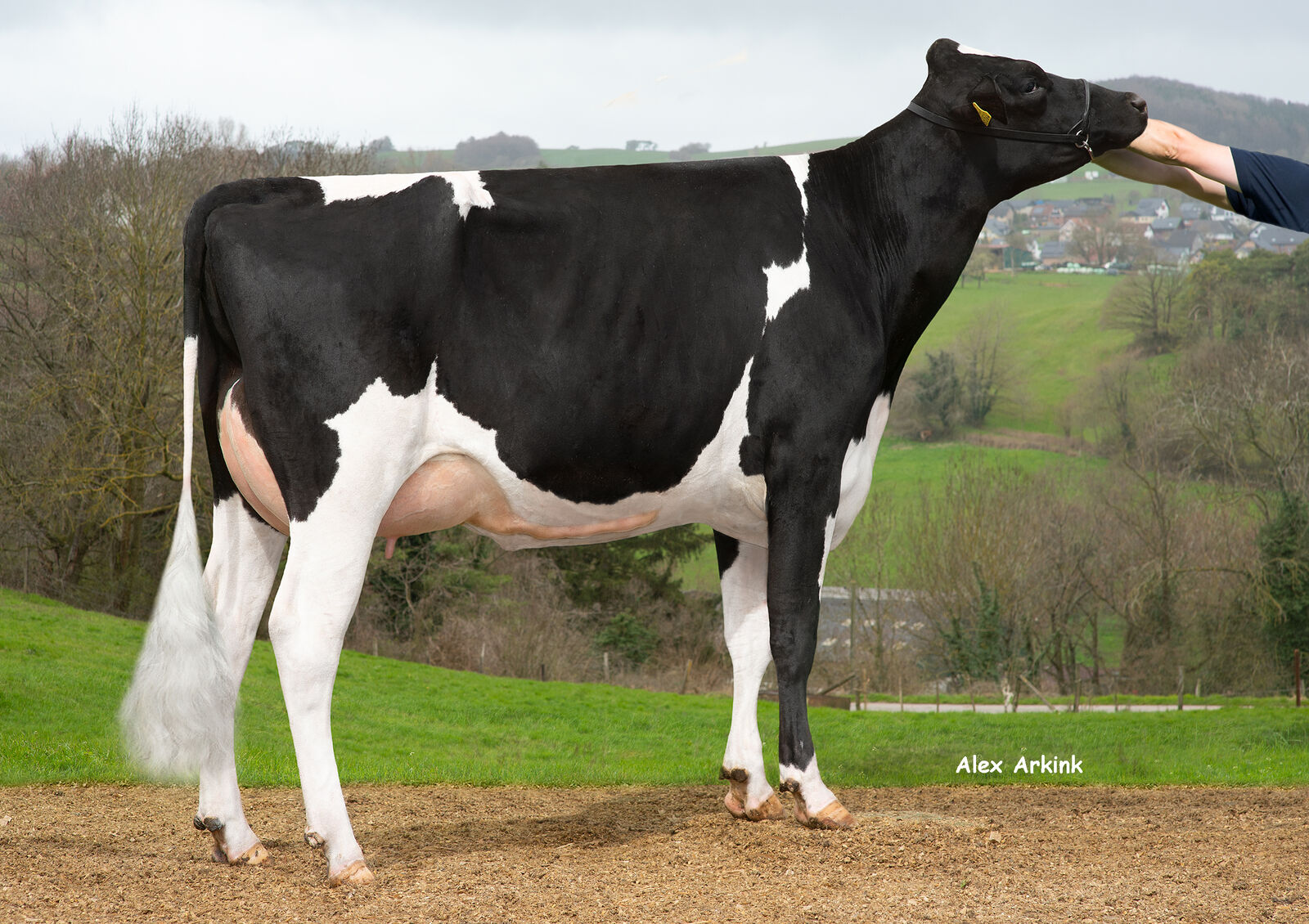 ALREADY-Tochter Sophie GP-83, Bes.: Stephan Breuer, Mechernich