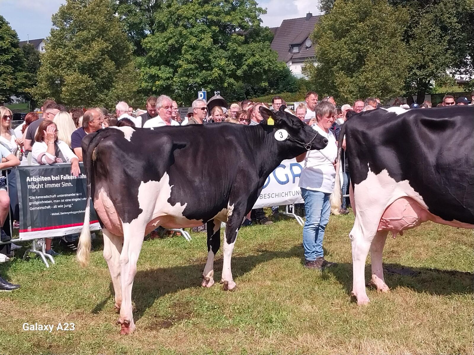 Die Siegerkuh der jungen Kuhklassen während ihrer Runde im Schauring: Die Thoreau-Tochter Merlina aus der der Zucht von Markus Lütticke aus Drolshagen präsentierte sich mit viel Harmonie, einer festen Oberlinie und einem Spitzeneuter im Schauring. 
