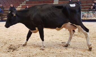 Balu_v_Wilting_u_Broemmel_2_100_EUR.jpg