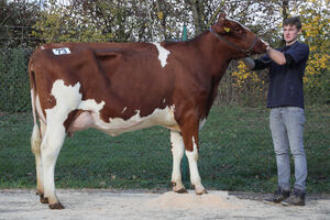 AV_Fliessem_18-11_Kat-Nr_73_Apoll-_Tochter_Seidenfaden__Kall_2400_Euro_1.JPG
