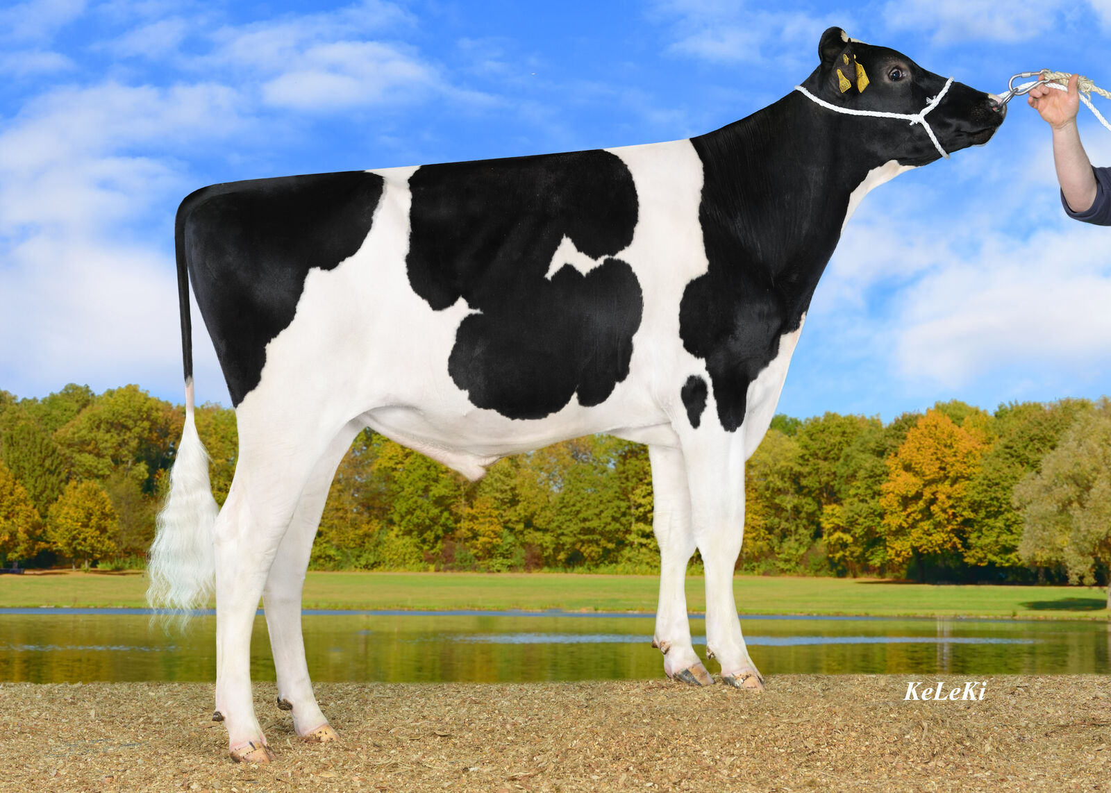 KOE SALE P RDC  RZG 155   RZ€ 2186