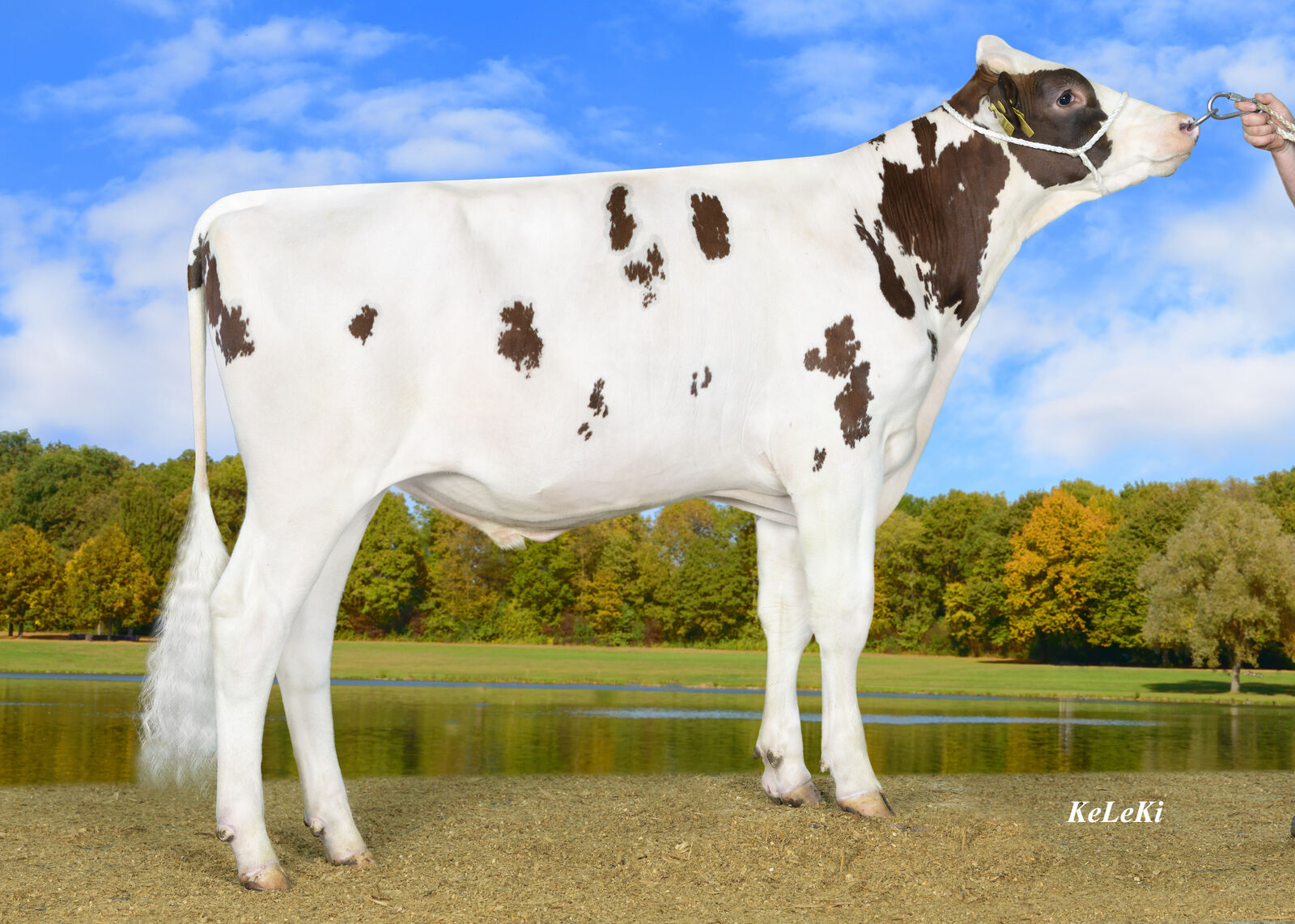 Wiesenbergerhof Genetic SECURITY P 917657 Wiesenbergerhof Genetic SECURITY P
