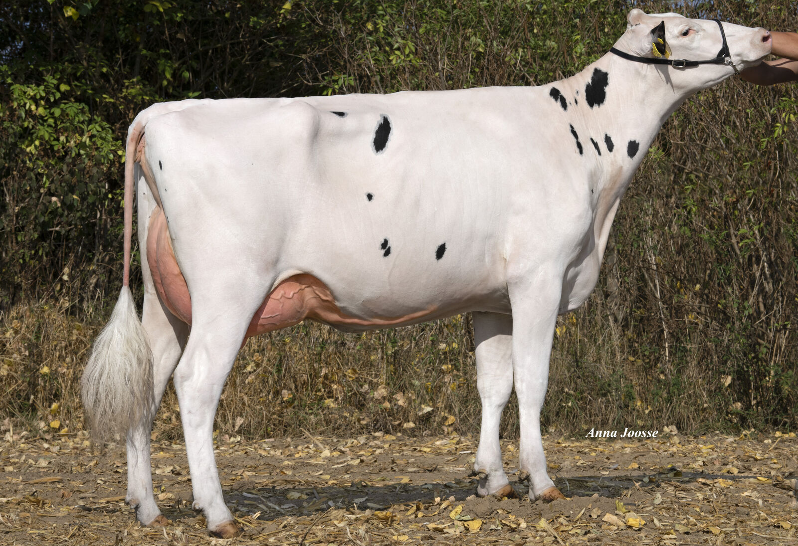 BARBADOS-Tochter THI Xena VG-85, B: Rainer Thoenes, Kalkar