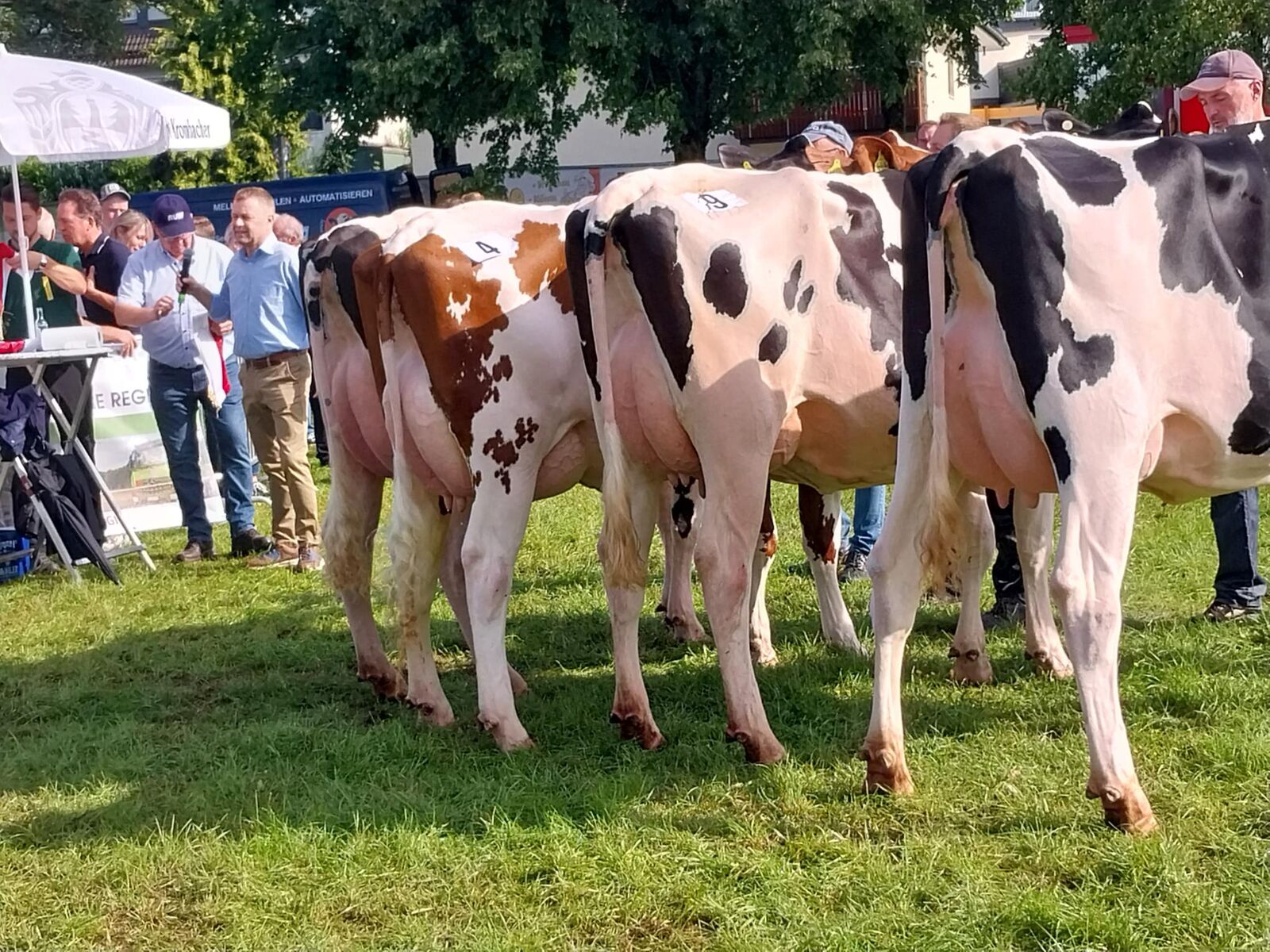 Die erste Färsenklasse mit beeindruckenden Jungkühen.