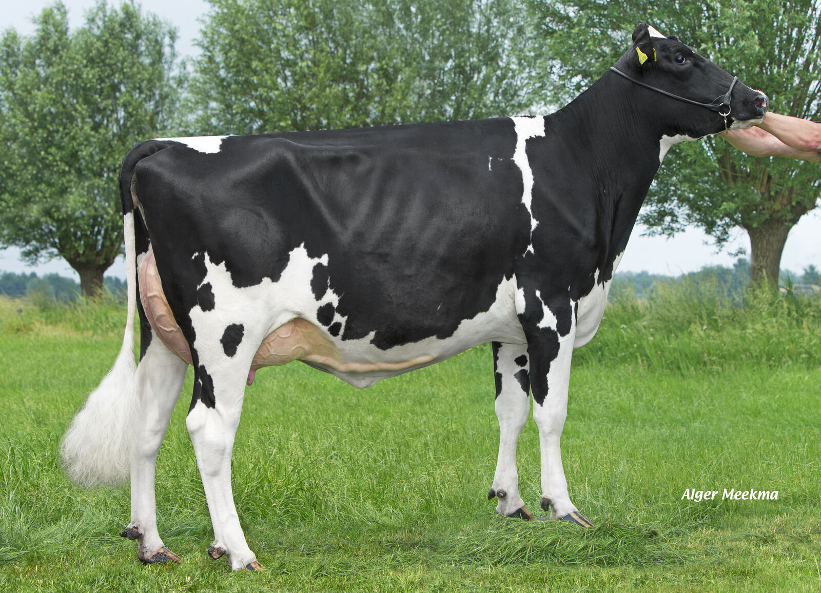 4. Gen.: WIL Battlecry Kalibra VG-88 