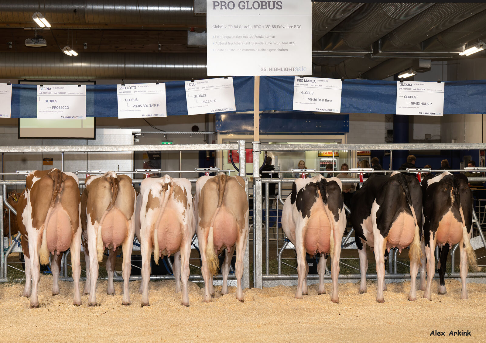 Nachzuchtkollektion PRO GLOBUS beim HIGHLIGHTsale 2026 