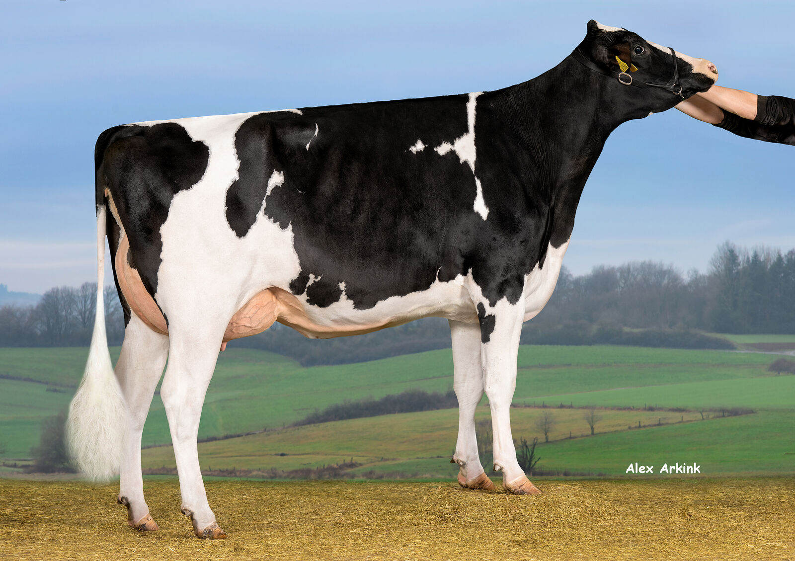 KOE Lavita P RDC (Cobra P x Basic)