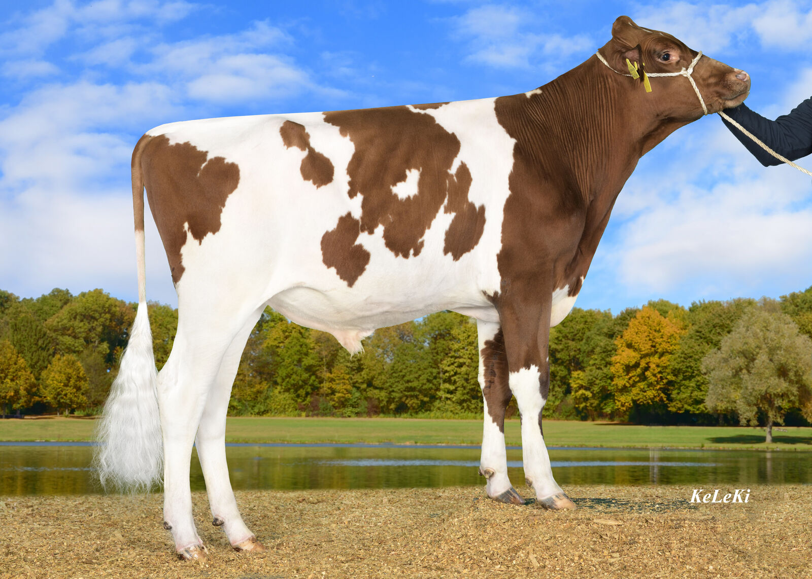 KEANE PP gehört zu den interessantesten roten Hornlosbullen. Er bietet eine schöne Kombination aus Milch mit Inhaltsstoffen, Nutzungsdauer und einem hervorragenden Exterieur.