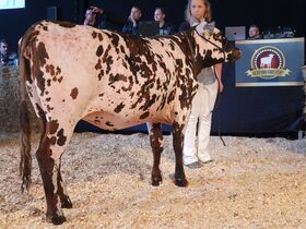 Wiethege Holsteins hat ein exklusives Normandie-Rind im Sale