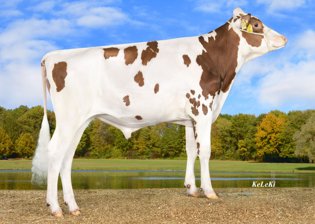 Große Vielfalt an genomischen Vererbern - Rinder Union West