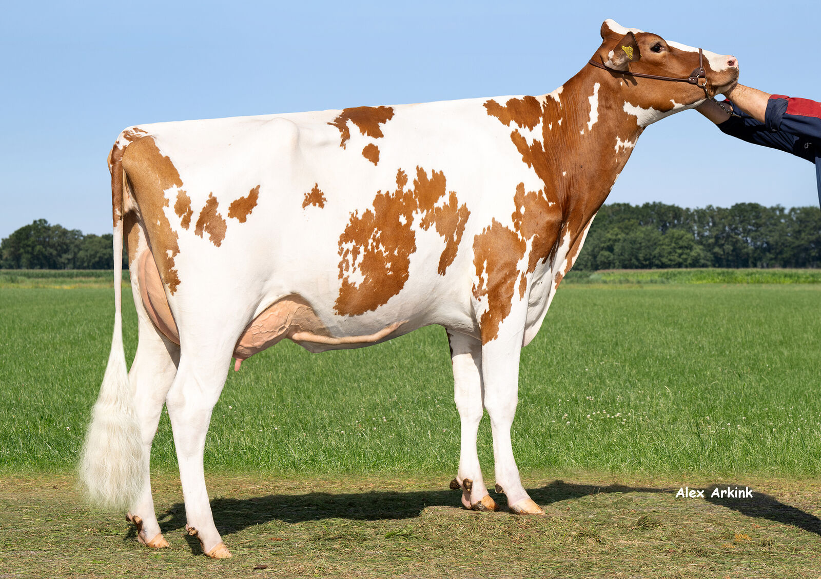 MASTER P-Tochter Karla P GP-83,<br />
Manfred Robert, Vreden