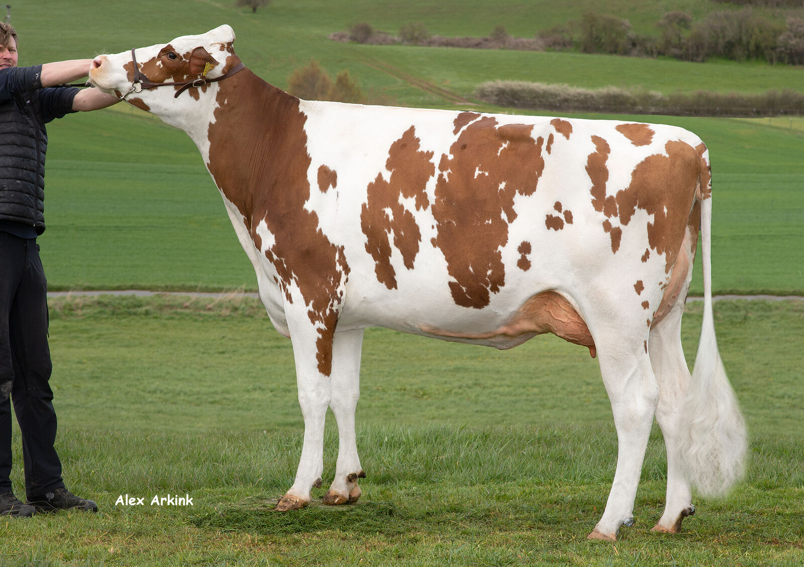 PACIFIC-RED-Tochter SfH LaDea Red VG-86, Bes.: Seidenfaden GbR, Mechernich