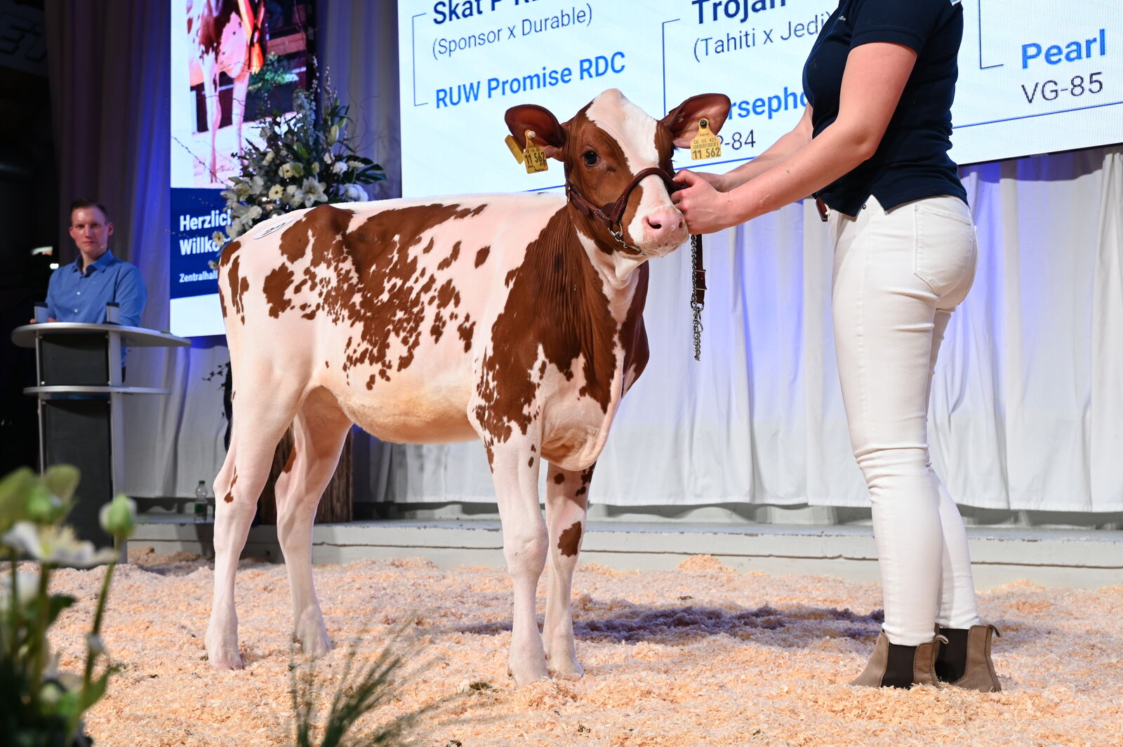 Die junge SKAT P RDC-Tochter LG Prima Red P ist aktuell das höchste hornlose Red Holstein-Rind in Deutschland. Für sie fiel der Hammer bei beachtlichen 40.000 €. Züchter und Verkäufer: Lölfer & Guhle GbR, Steinfurt