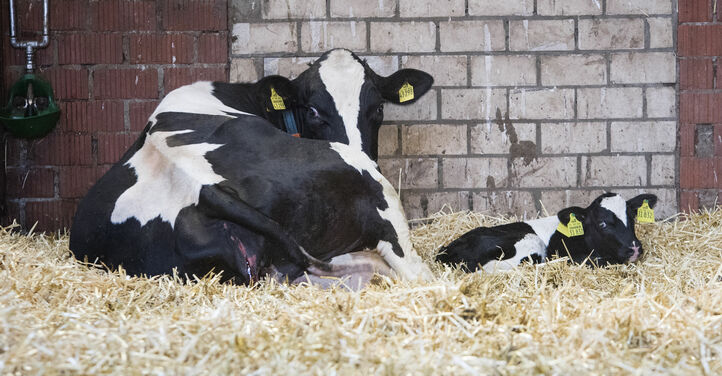 cow-calf-newborn_200602_0021__1_.jpg