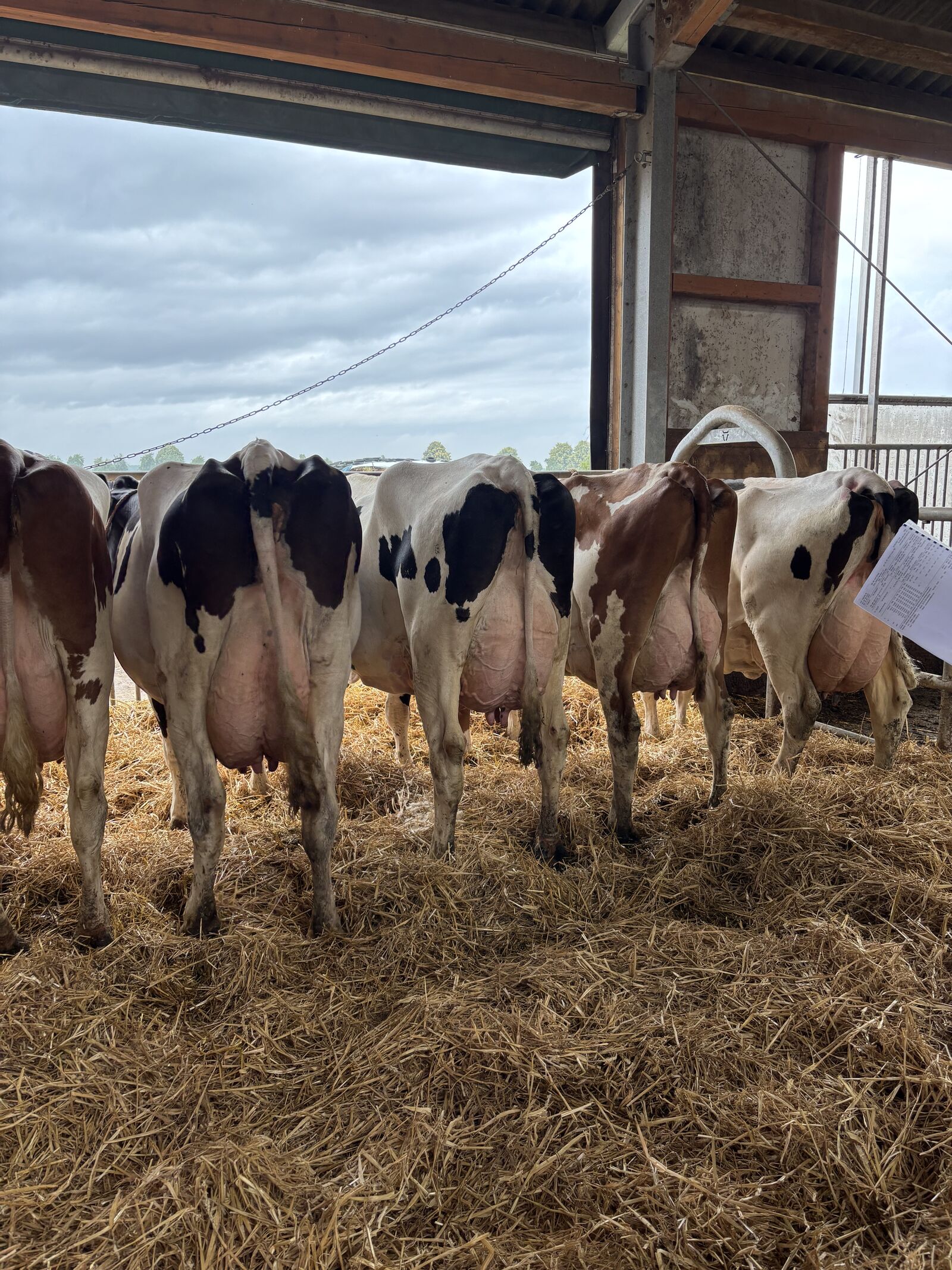  Solitair P-Töchter Amira P RDC VG 89 und Pretty P VG 88 vom Betrieb Norbert Bläker.