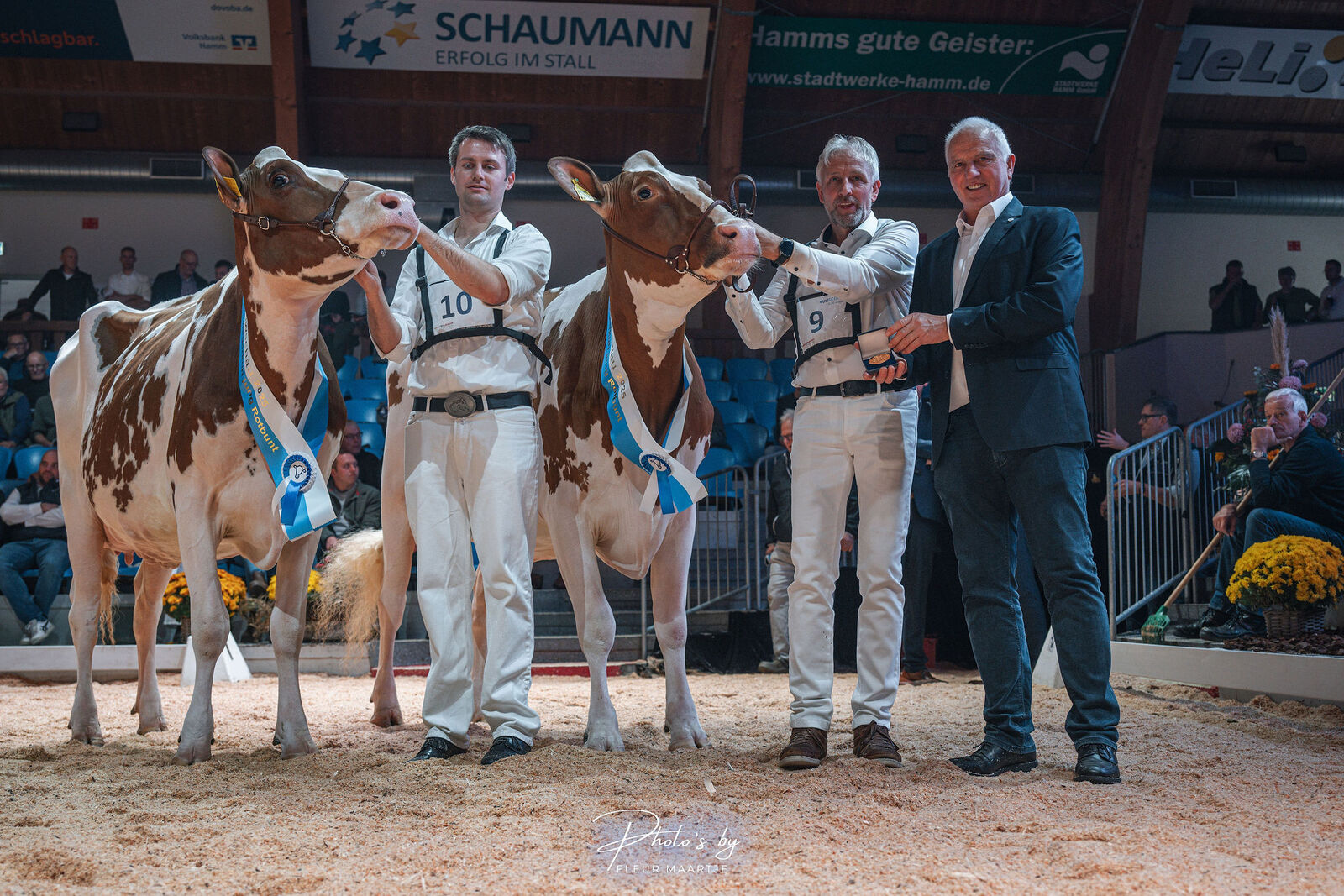 Bei den rotbunten Färsen siegt die beeindruckende KOE Rainflower (v. Playboy) von der Köster KG aus Steinfurt vor der schicken  Mirand PP-Tochter Tusnami aus der Zucht von Hugo Berners aus Simmerath.