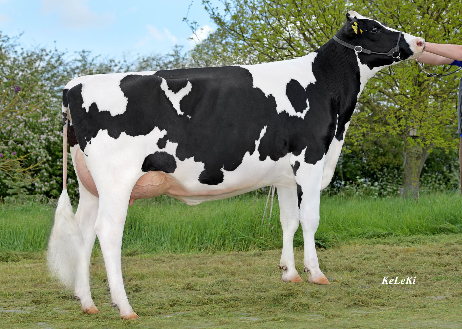 FEEDBACK-Tochter THI Cansas VG-86 vom Betrieb Rainer Thoenes, Kalkar.<br />
Ein weiterer interessanter Neueinsteiger bei den nachkommengeprüften Vererbern ist unser Federal-Sohn FEEDBACK, der ein sehr ausgeglichenes Profil bietet. 