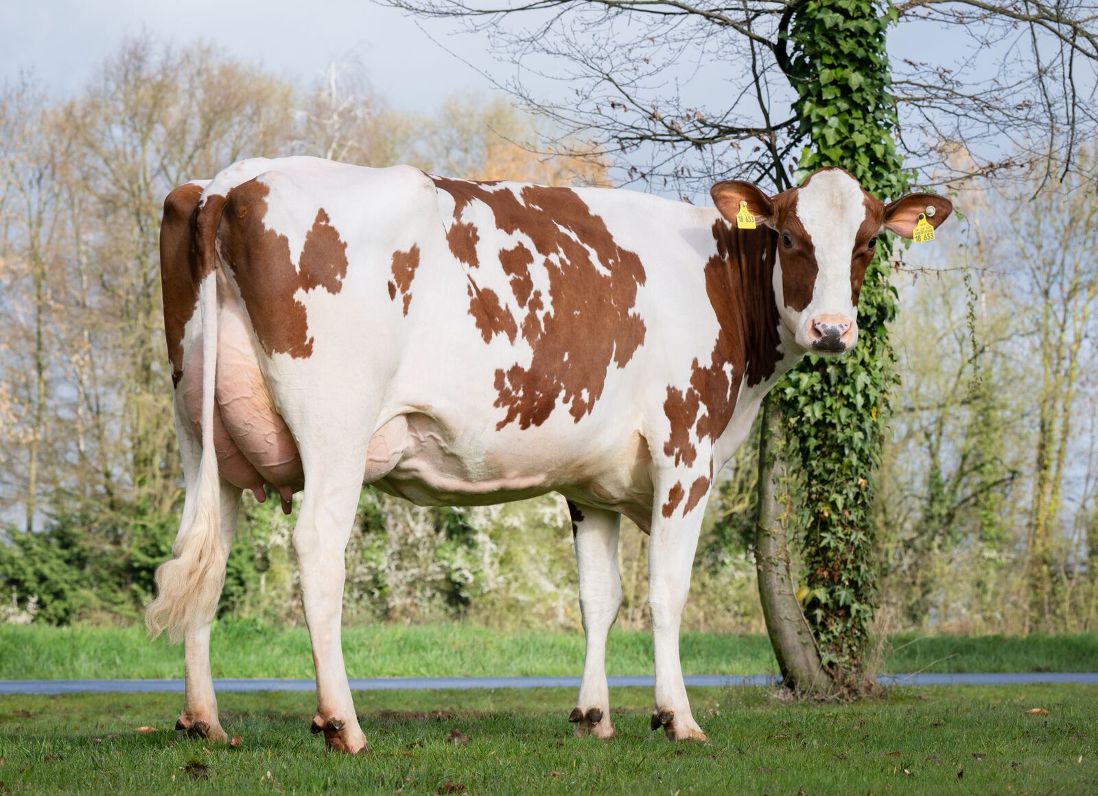 SPOOKY RED-Tochter Gundy VG-85,<br />
Johannes Decker, Vreden