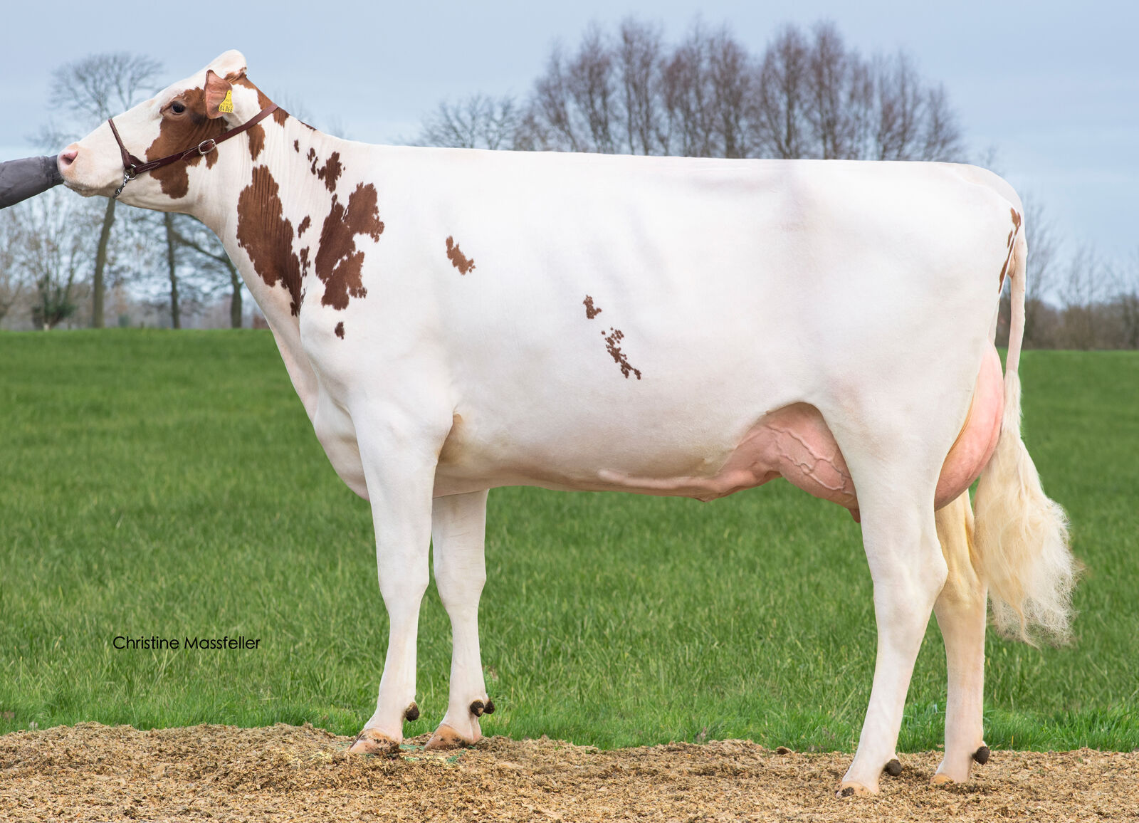 EL TORO bestätig seine hohen Zuchtwerte. Seine Tochter Tiandra VG-85 von Heinz Hassels-Luetkenhoff aus Ahaus unterstreicht die enorme Leistungsvererbung ihres Vaters: 200 Tg. 7474 <br />
 3,72  278  3,49  261