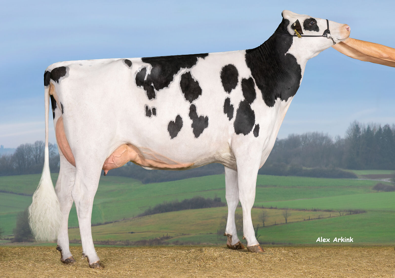 Die teuerste Färse des HighlightSALE 2026 ist Inside, eine kapitale Showtime-Tochter aus der Zucht der Elke und Steffen Schreck GbR aus Felsbergerhof. 