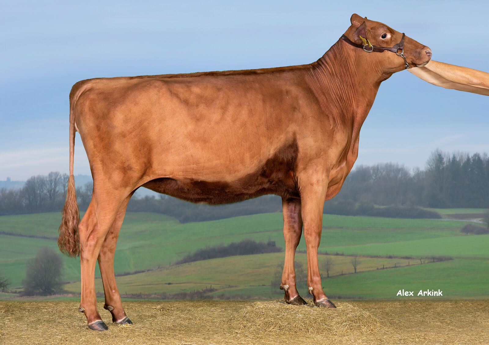 WIT Wanda, eine Enkelin der amtierenden Rotviehsiegerkuh der German Dairy Schau 2023 Wolke, die die erfolgreiche Rotviehgeschichte beim HighlightSale fortschreibt. 