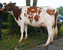 ZVA_Kref_Aug_15_Kat_Nr_108_Julandy_2200___R_Thoenes.JPG