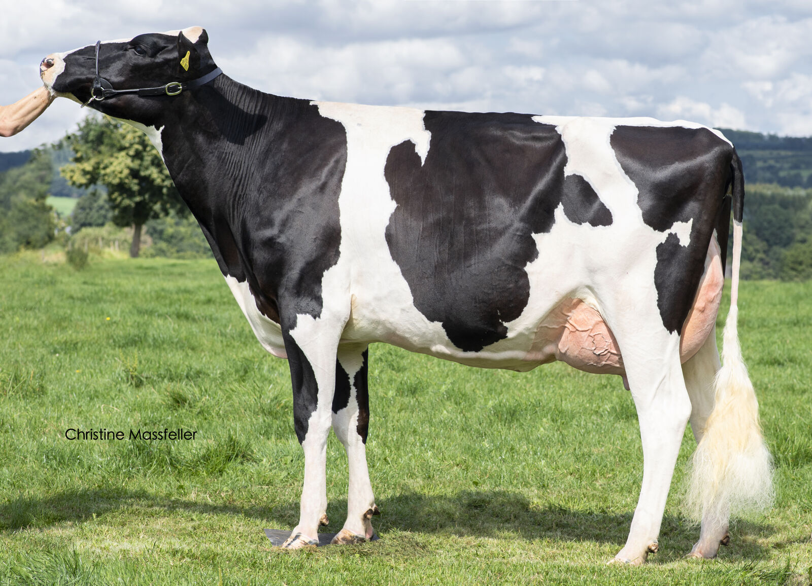 Kensington-Tochter Kensingtons Nachzucht beweist sich nicht nur bei der RUWschau 2021.