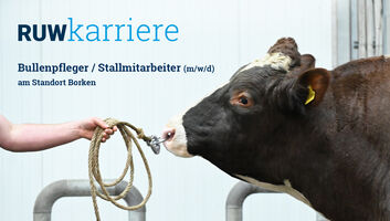 Stellenausschreibung-Bullenpfleger_07-25.jpg