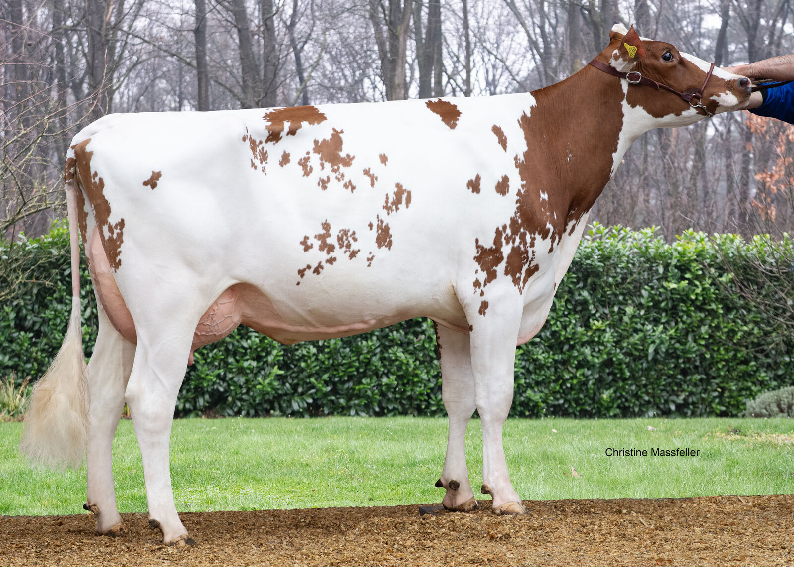 Abby P VG 85 steht bei Manfred Robert in Vreden und ist die Mutter von SESSION.