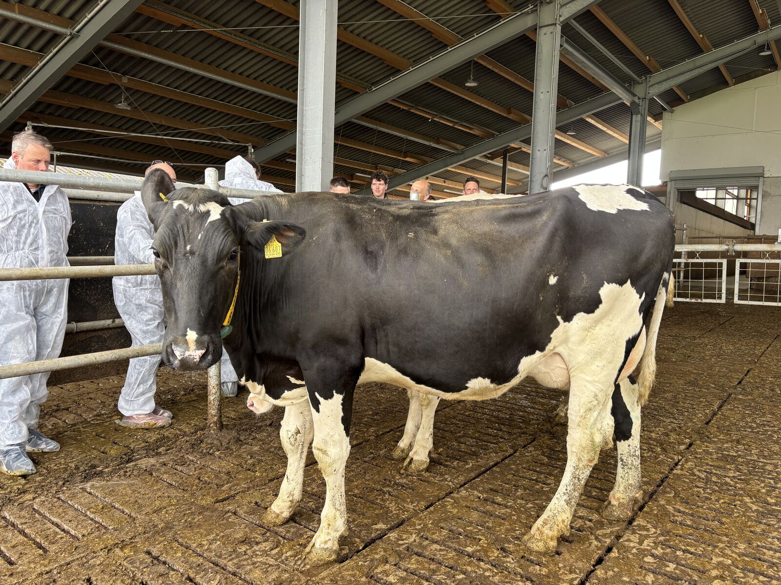 EUROVISON-Tochter mit 49 kg Tagesgemelk.