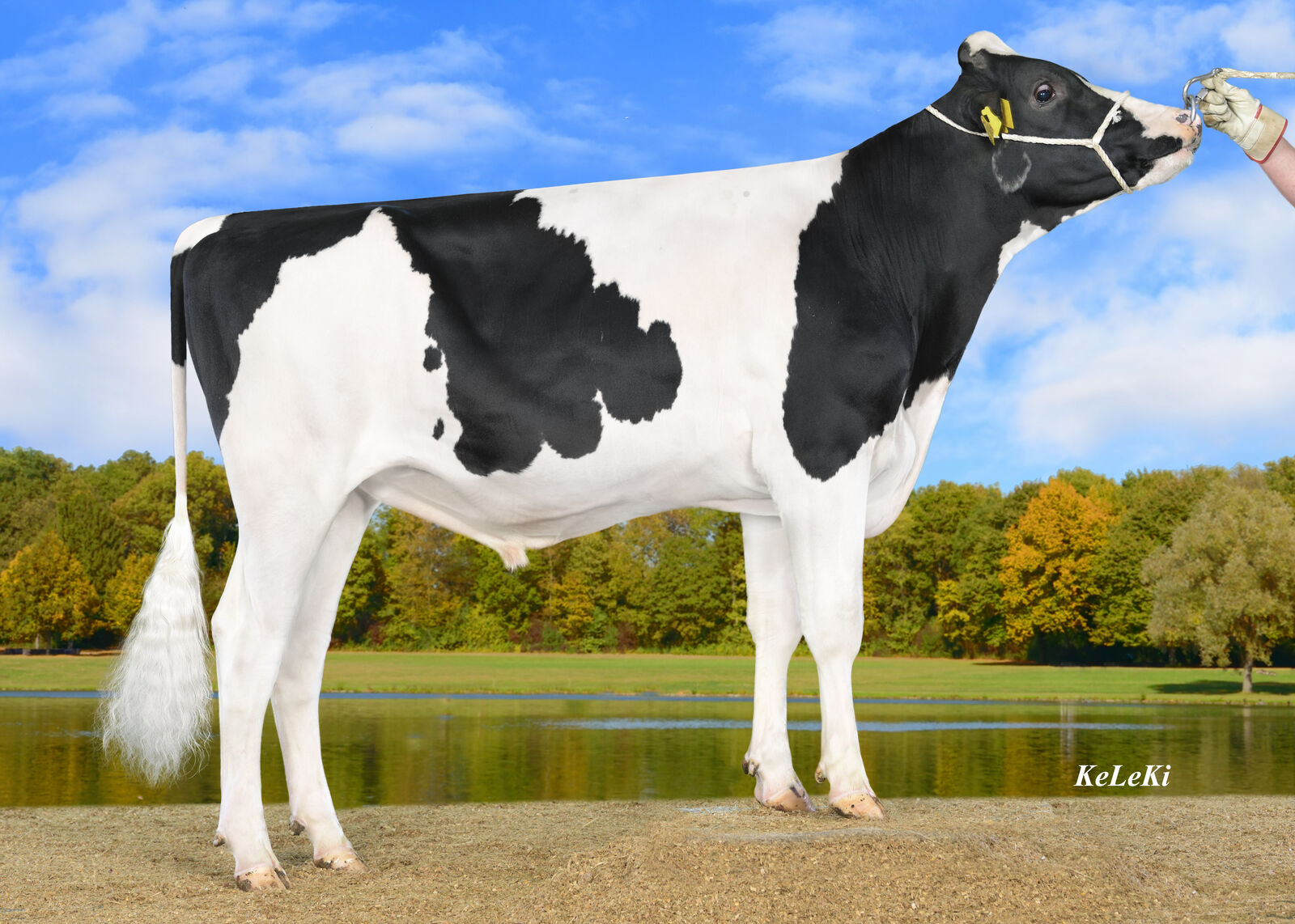 Gold-N-Oaks RUW HOPE