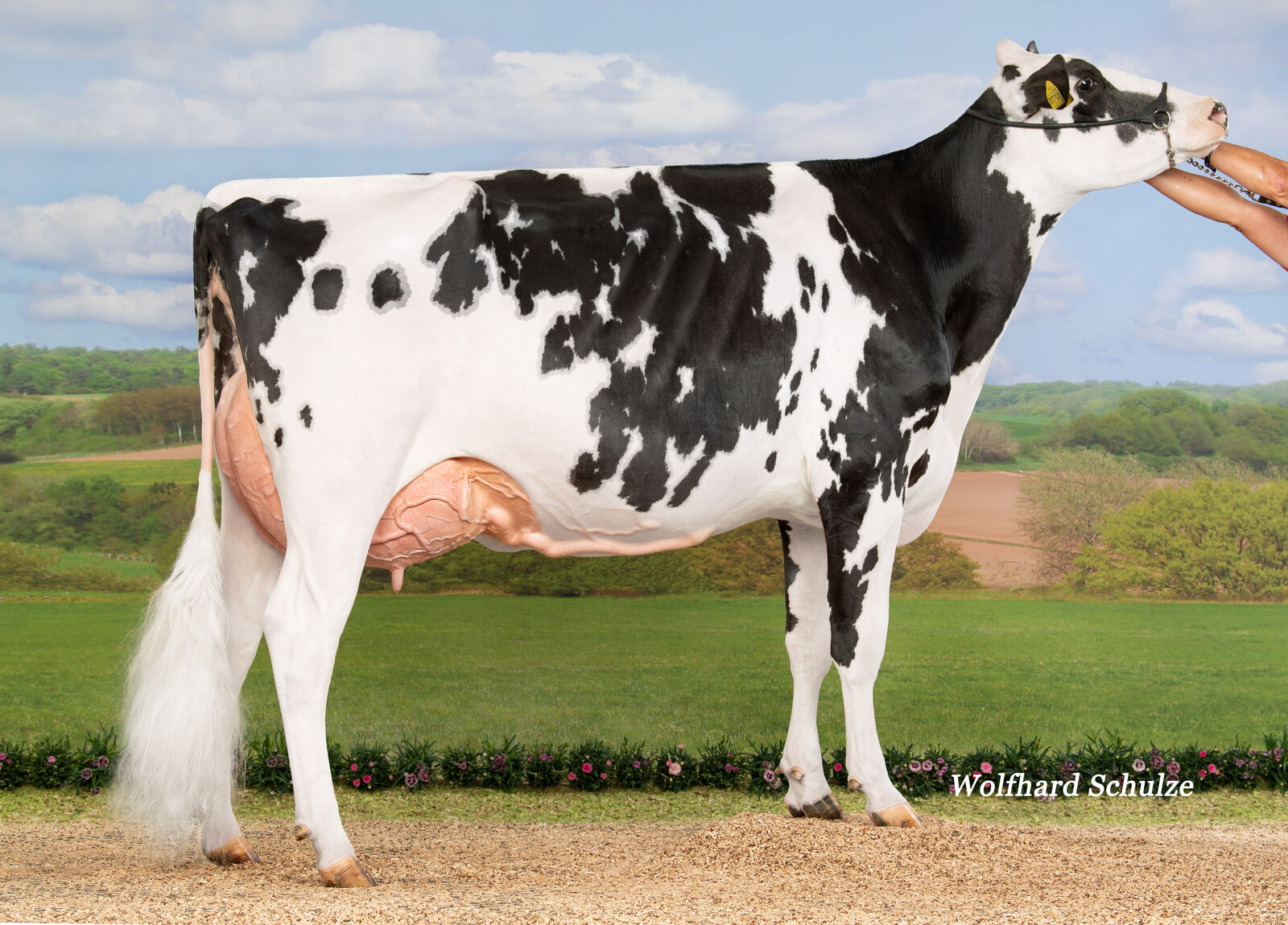 Die RAFTING-Tochter SL Kara VG-88 überzeugte bei der German Dairy Show in Alsfeld. Ihre 1. Laktation hat sie mit beeindruckenden 12.986 kg Milch, 3,50 % Fett, 454 kg Fett, 3,35 % Eiweiß und 435 kg Eiweiß abgeschlossen, Bes.: Seydaland Rinderzucht GmbH & Co. KG, Jessen