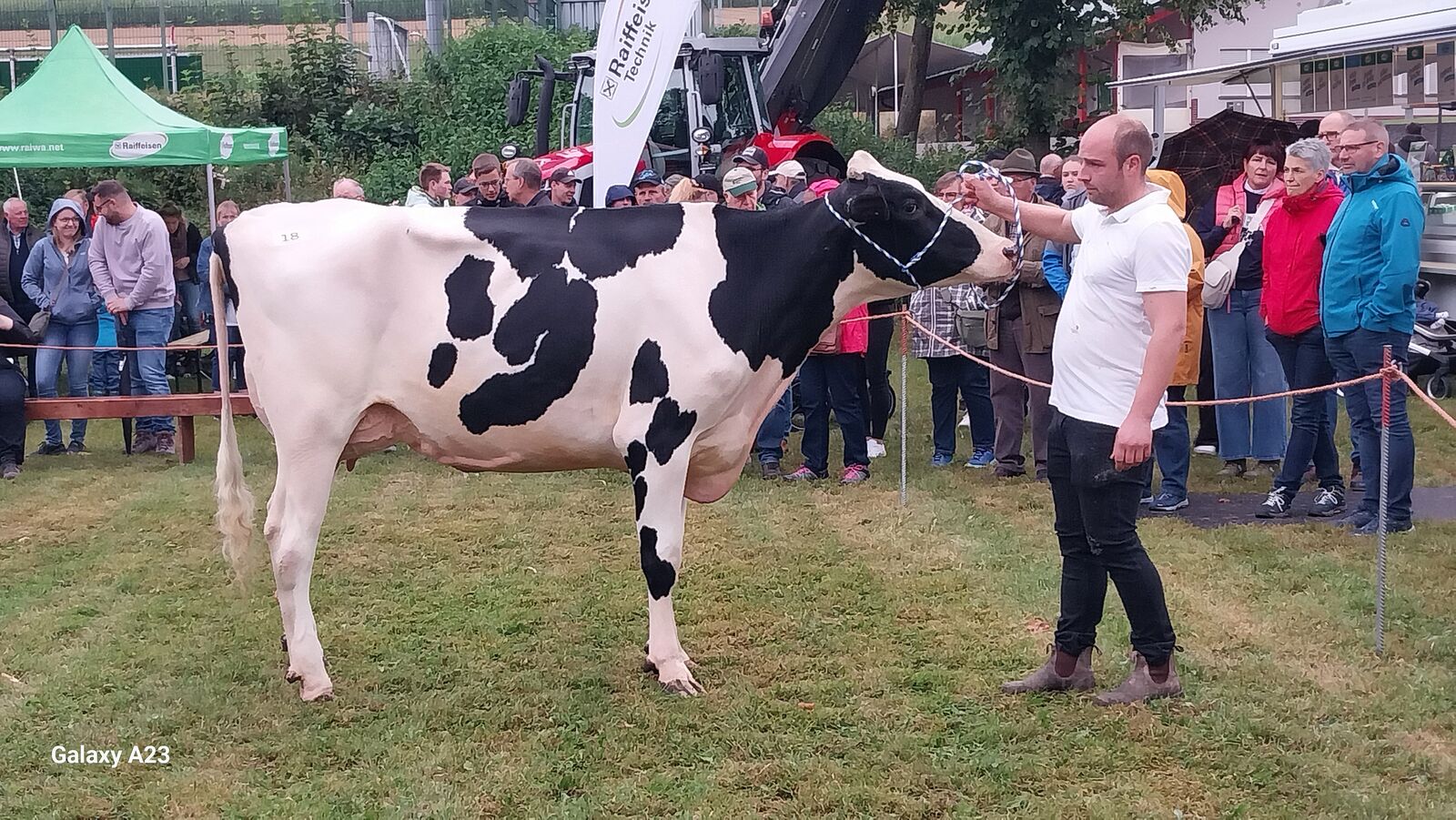 Reserve Sieger Jung Cleophea 0364488467 vonder Ilpe Milch KG