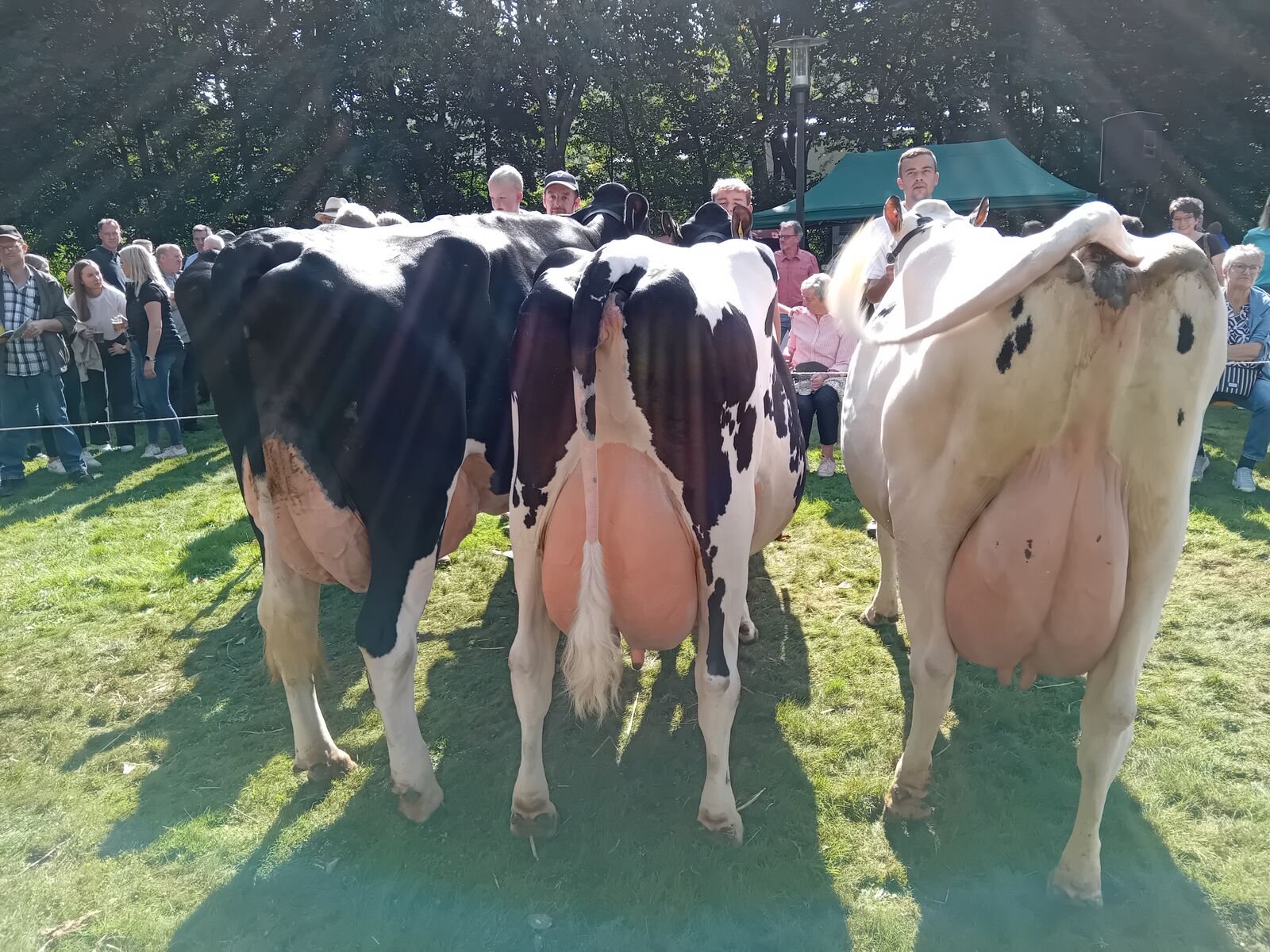 Reservesieger Züchtersammlung. Matthias Zielenbach aus Wenden-Hillmicke