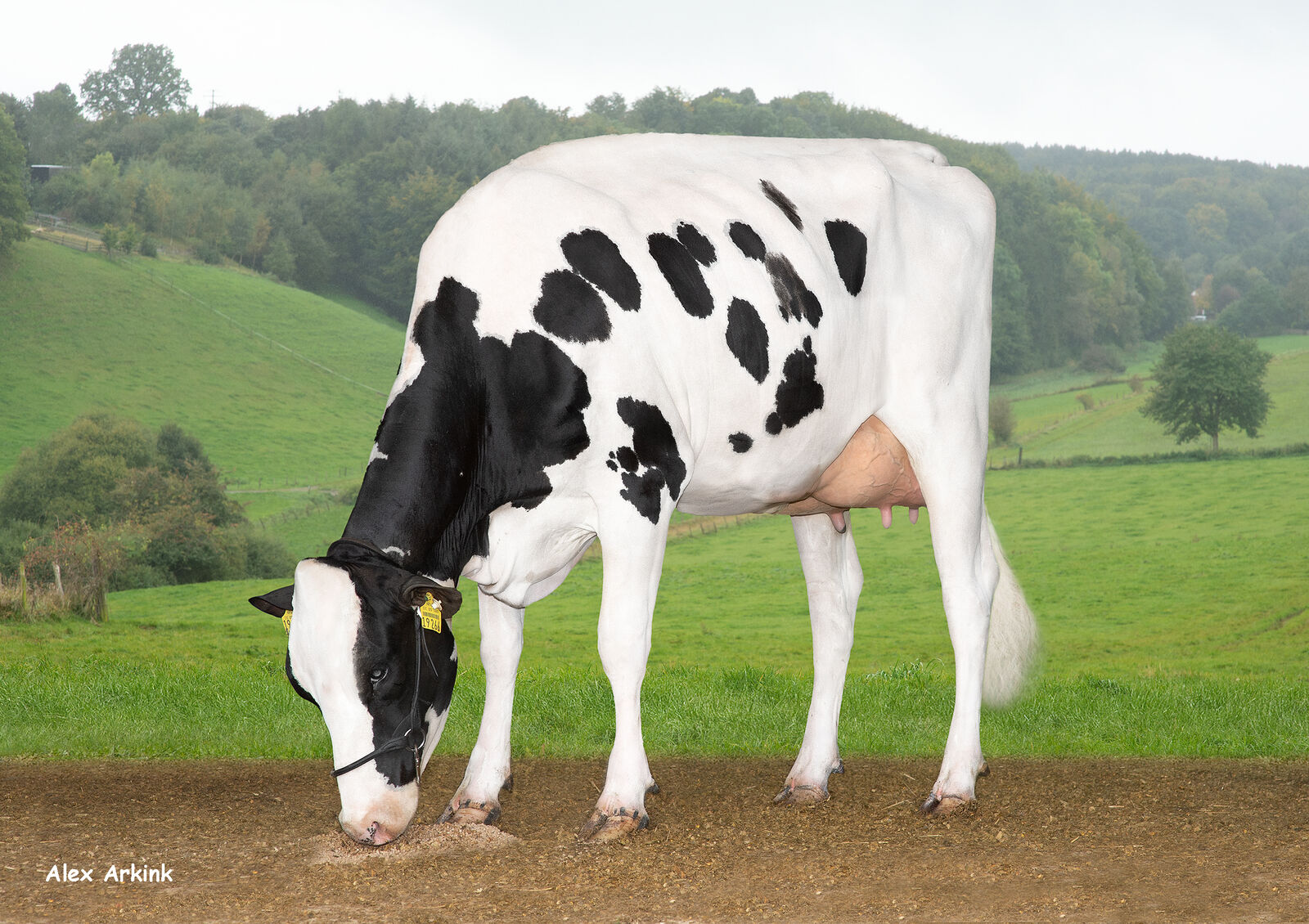 Der Bulle CHARLSTON ist einer der besten Gesundheitsbullen in Deutschland. Auf dem Foto ist seine schicke Tochter Lacharli GP-83 von  Heinzbert Pützer aus Hellenthal zu sehen.