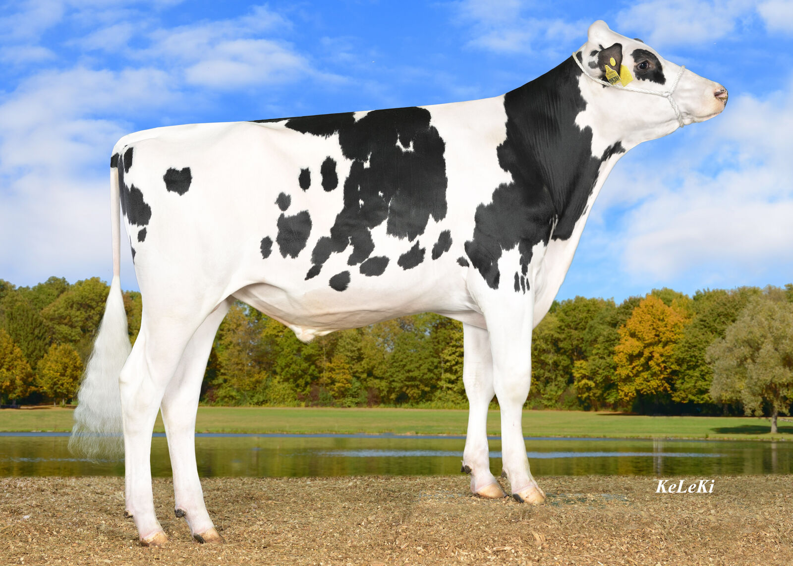 MAGELLO RZG 151, RZ€ +2.205 