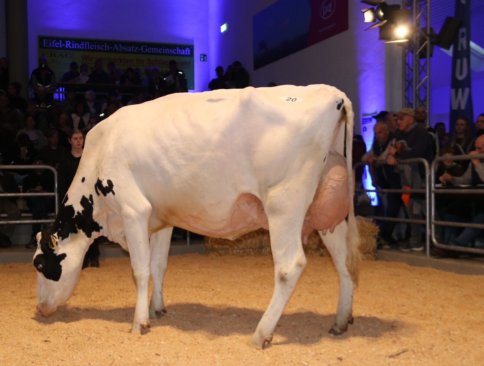 Ein absoluter Hingucker war die Kuh Dana P aus der Zucht von Elmar Mettel aus Mettendorf. Diese helle Move PP Tochter hat ein 88 Punkte Euter mit über 50 kg Milch. Mit 6.000 € gewann ein Luxemburger die Bieterschlacht.