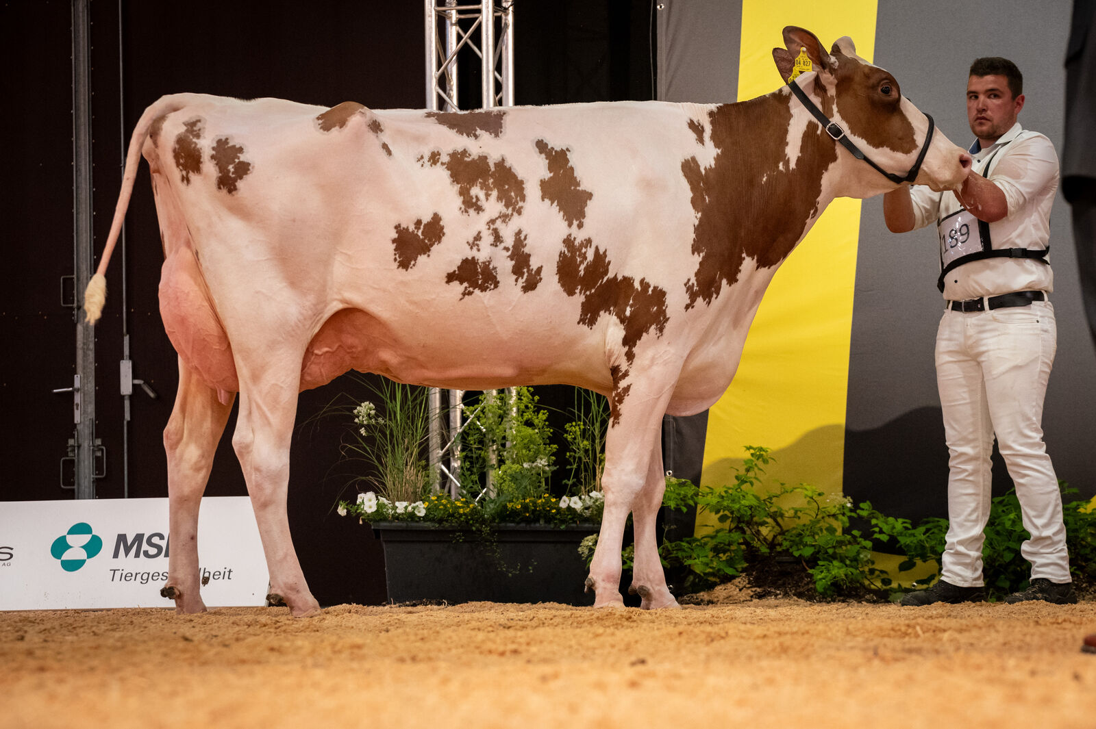 Red Holstein Lebensleistungsklasse: KOE Ariane von der Lüpschen GbR