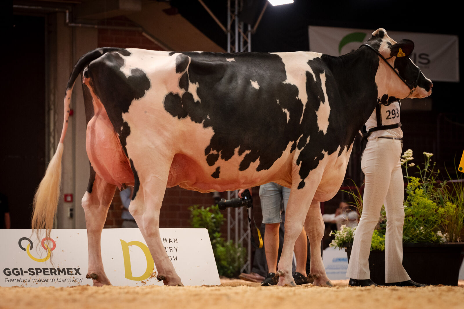 Holstein Mittlere Klasse: Anna von Dirk Kalthaus