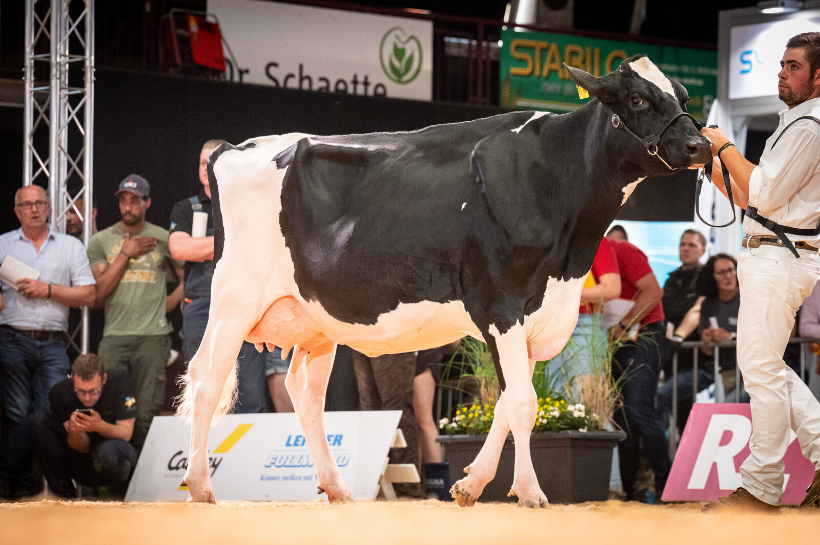 Holstein Färsenklasse - RH Melbourne von Antonius Richter