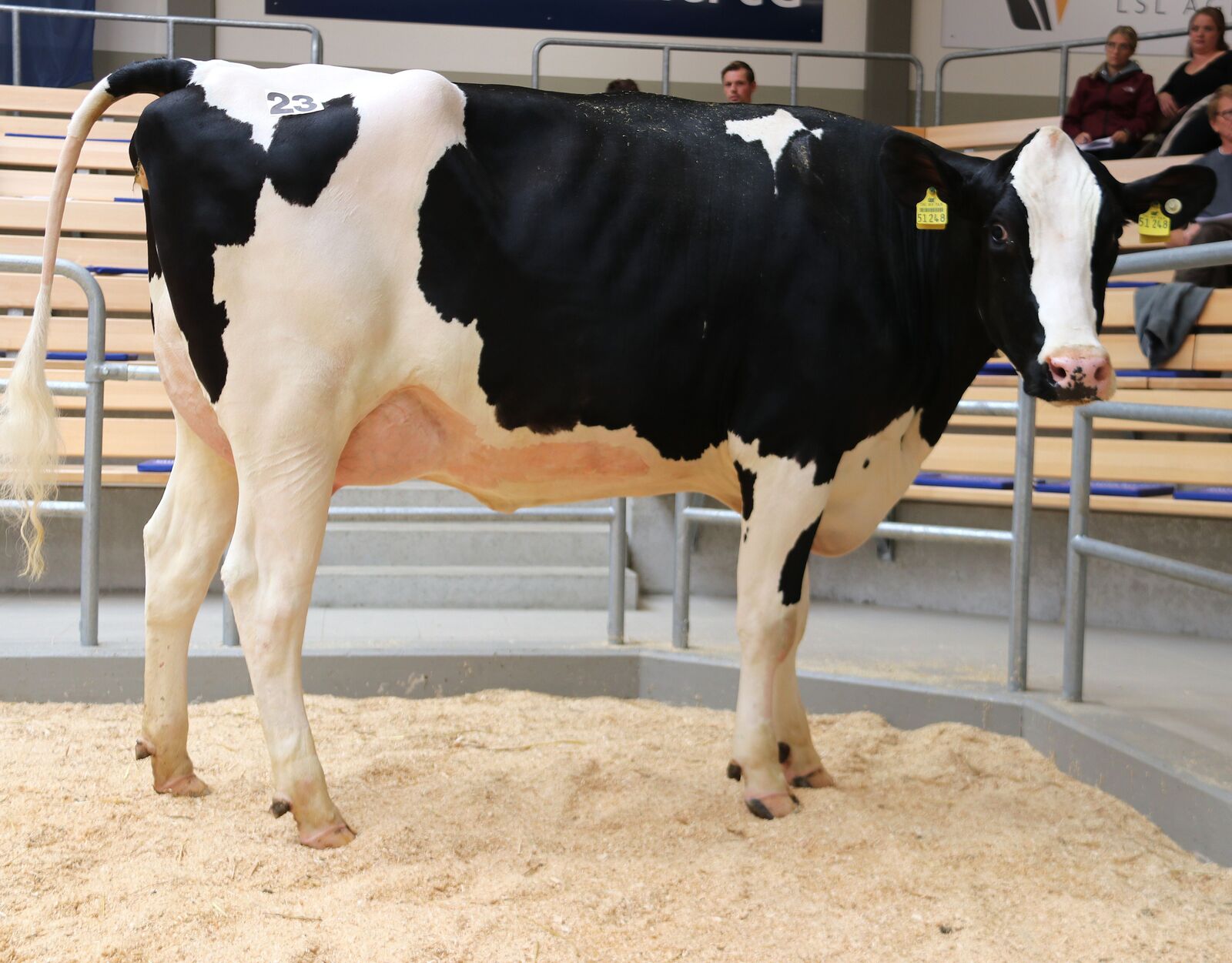 Der Name ist Verpflichtung. Und dieser kommt RUW GenomiX Champion in vielfältiger Weise nach. Der Bulle liefert einfach ab was wir in der Milchviehzucht brauchen: Problemlose, mittelrahmige Kühe. Eine ausbalancierte Tochter der Meuteshof eGbR aus Rommersheim wurde berechtigt Preischampion mit 3.500 € (Käufer Luxemburg).