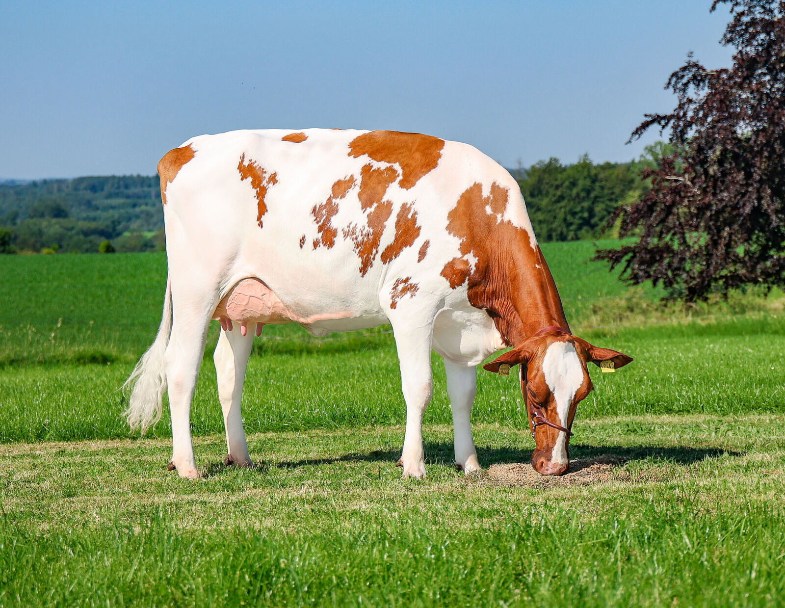 KEANE PP-Tochter WIT Extase VG-85,<br />
Thomas Wiethege, Halver